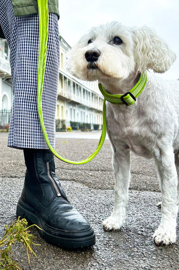 Sumptuous velvet- Luxury Dog Lead  - lime green