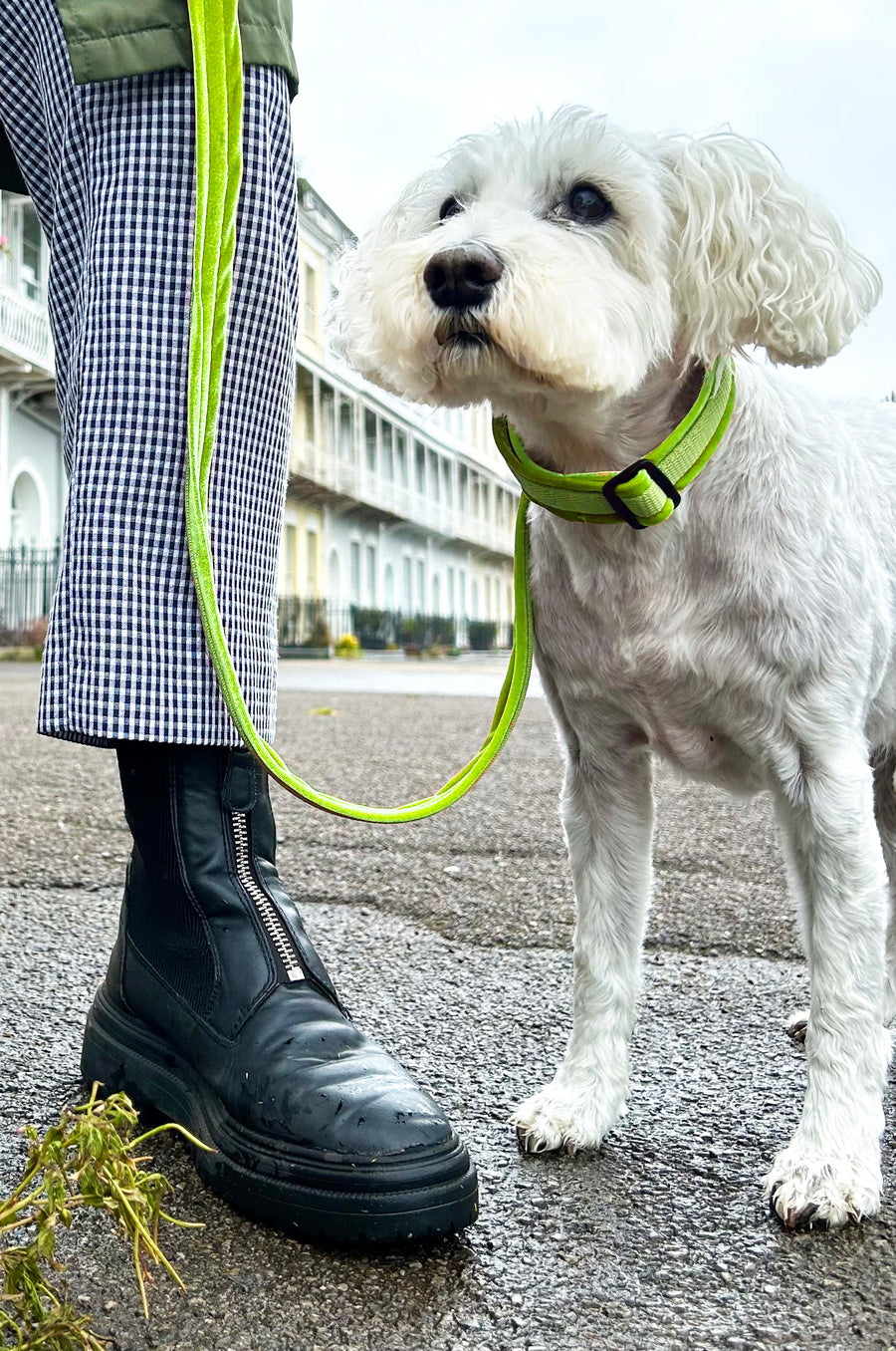 Sumptuous velvet- Luxury Dog Lead  - lime green