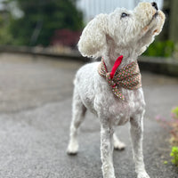 Vintage greens Design - Luxury Dog Lead set