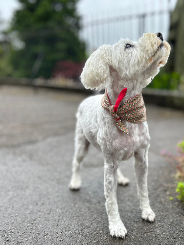 Vintage greens Design - Luxury Dog Lead set